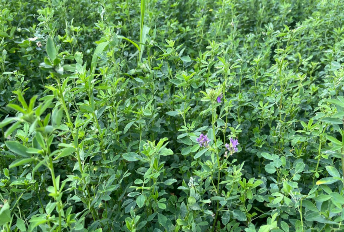 紫花苜蓿凍害原因及管理