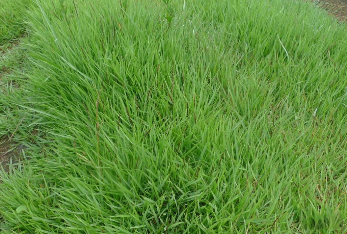 細(xì)葉結(jié)縷草和中華結(jié)縷草有什么區(qū)別？
